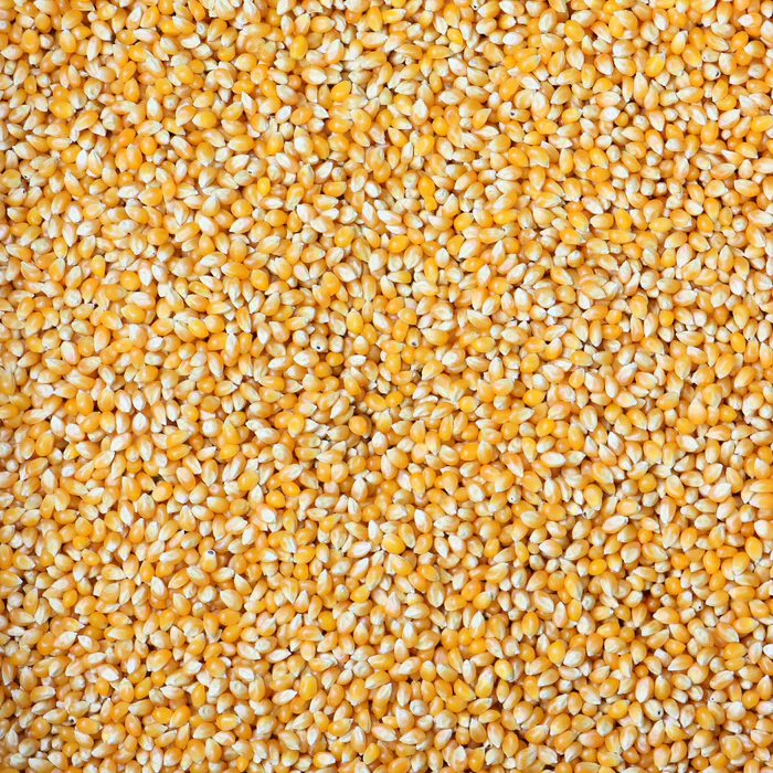 Bulk Popcorn Kernels - 50 lbs