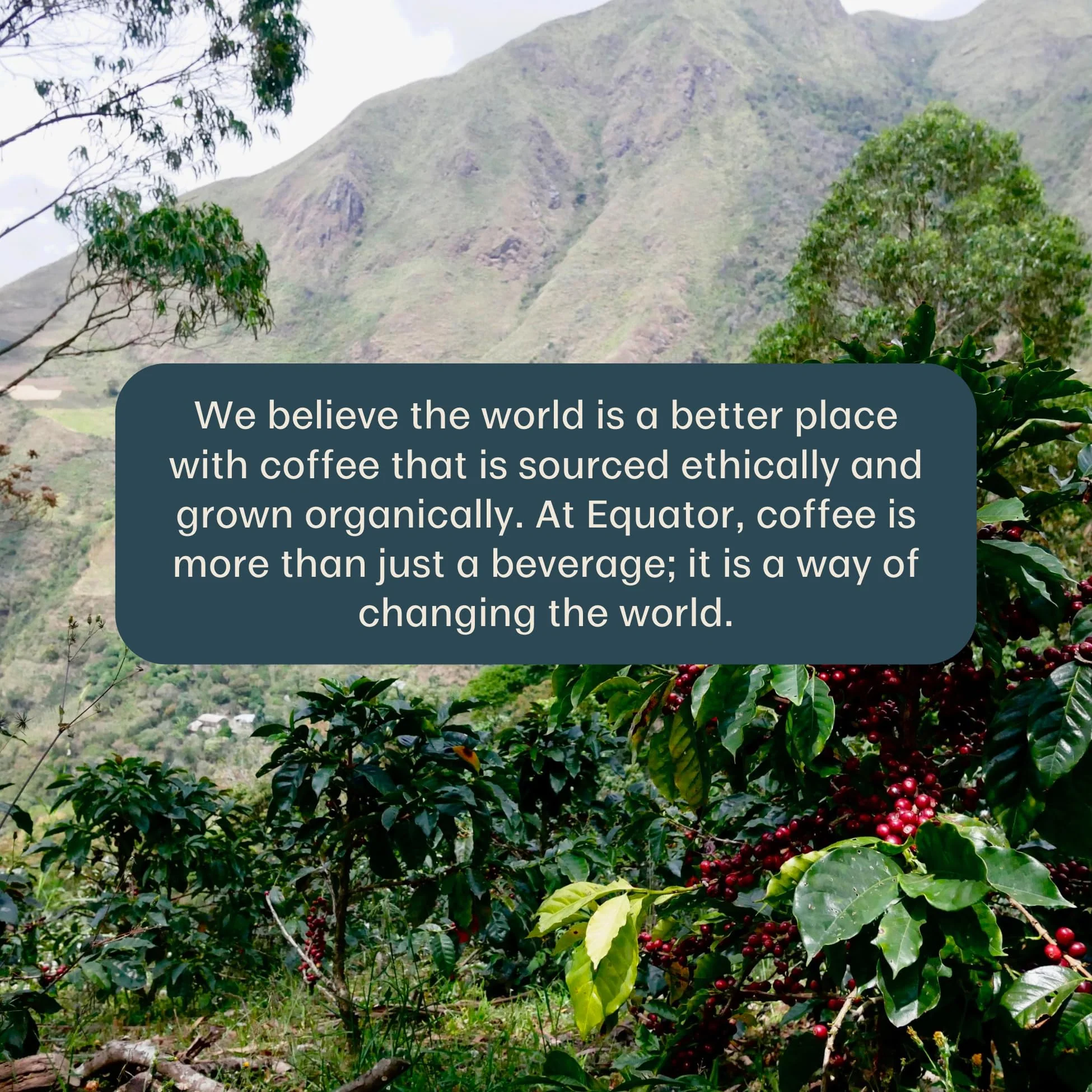 Equator Coffee Roasters – North Star Espresso Blend – Cocoa and Dark Cherry – 12oz – Organic - Canadian Distribution - Ships Free Within Canada on Orders Above CAD $199 - Image 10
