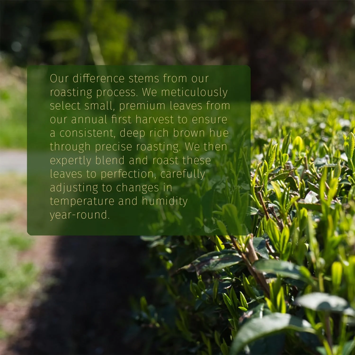 Midori Spring โ Organic Hojicha Powder โ Roasted Green Tea โ Smooth Roast โ Antioxidant rich low caffeine - Canadian Distribution - Ships Free Within Canada on Orders Above CAD $199 - Image 2