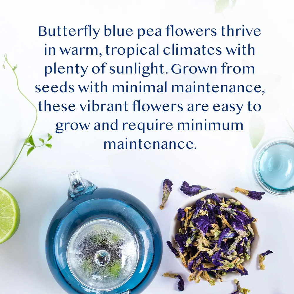VAHDAM Butterfly Pea Flower Tea - 2 x 1.76oz Loose Leaf | 100+ Servings | Earthy & Delicate Flavor - Canadian Distribution - Ships Free Within Canada on Orders Above CAD $199 - Image 3