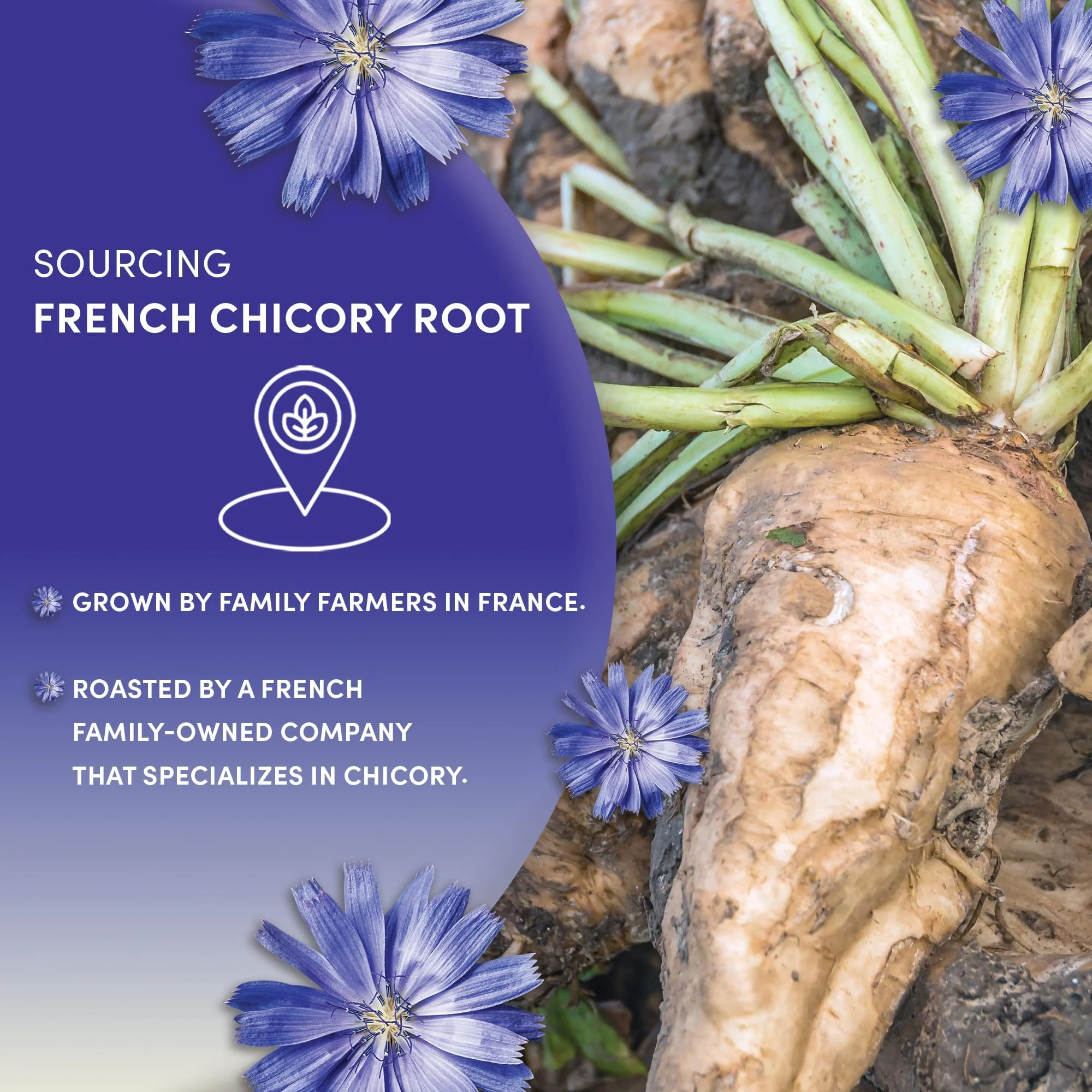 Worldwide Botanicals โ Roasted Chicory Root โ Original โ 2 ร 454g โ Coffee alternative - Canadian Distribution - Ships Free Within Canada on Orders Above CAD $199 - Image 5